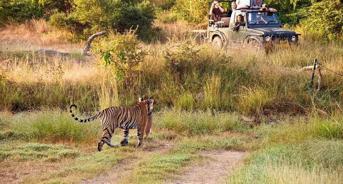 Wildlife Safari Rajasthan