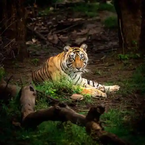 Wildlife in Rajasthan
