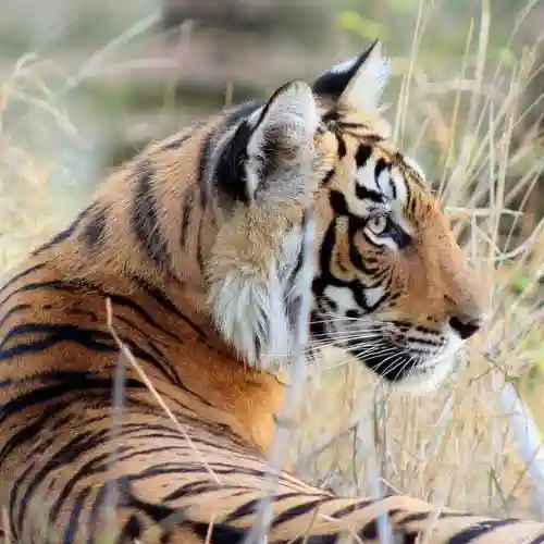 Rajasthan Wildlife Tour 10 Days