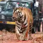 Wildlife Safari Rajasthan